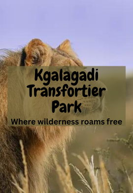Kgalagadi Transfrontier Park: Where Wilderness Roams Free.